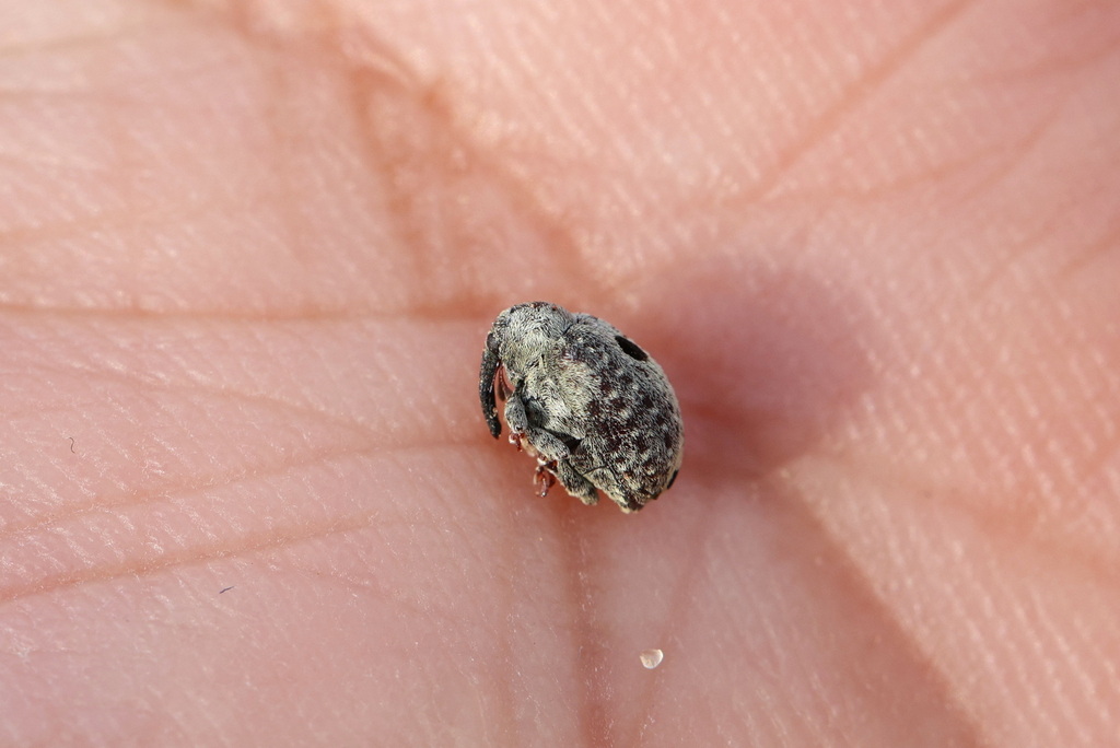 Cionus montanus