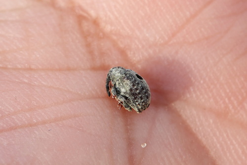 Cionus montanus