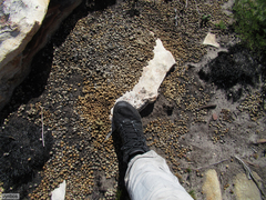 Pronolagus saundersiae