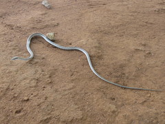 Psammophis biseriatus