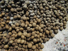 Pronolagus saundersiae