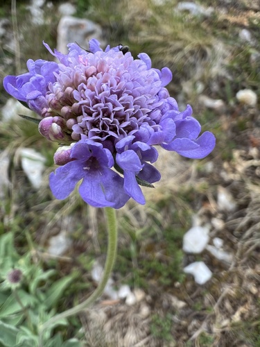 Pyrenean Scabious (Scabiosa cinerea)