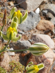 Albuca longipes