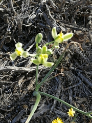Albuca longipes