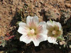 Anisodontea dissecta