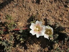Anisodontea dissecta