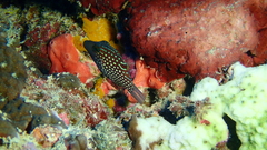 Canthigaster janthinoptera