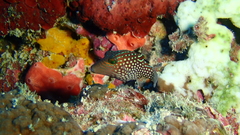 Canthigaster janthinoptera