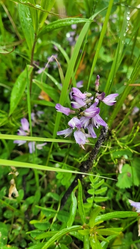Alpine Milkvetch
