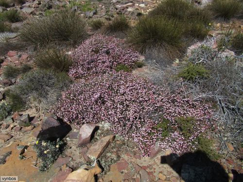 Flesh Heath (Erica incarnata)