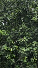 Artocarpus