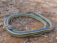 Psammophis punctulatus