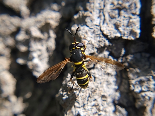 Unknown species found near Ada County, ID, USA