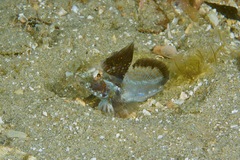 Nesogobius pulchellus