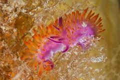 Flabellina