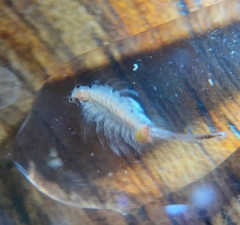 Artemiidae