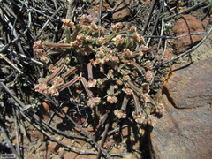 Psammotropha anguina