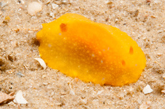 Doriopsilla peculiaris