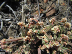 Psammotropha anguina