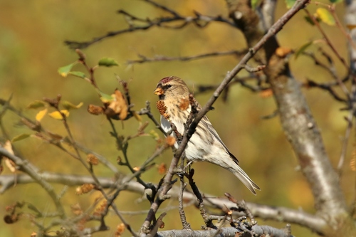 Stehlík čečetka (Acanthis flammea)