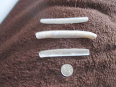 Ensis