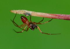 Ostearius melanopygius