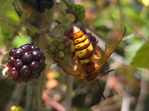 Western Cicada-killer Wasp photo 5
