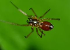 Ostearius melanopygius