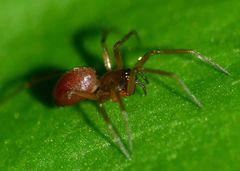 Ostearius melanopygius