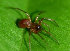 Ostearius melanopygius