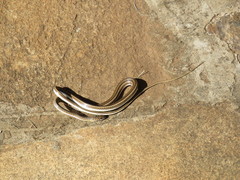 Psammophis sudanensis