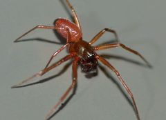 Ostearius melanopygius