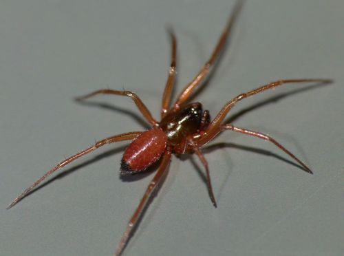 Black-tailed Ostearius