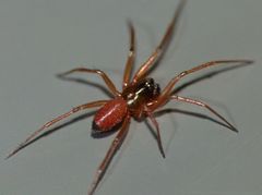 Ostearius melanopygius