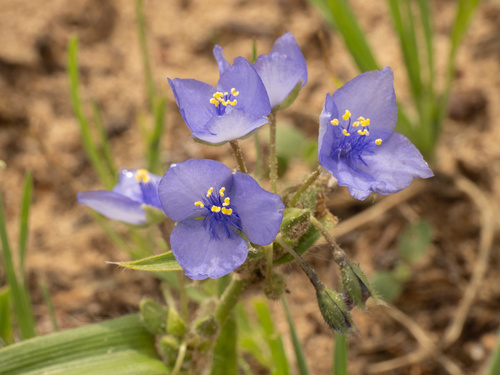 Texas Spiderwort (Tradescantia humilis)
