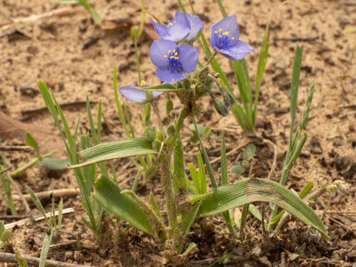 Tradescantia humilis, photograph 1