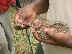 Psammophis sudanensis