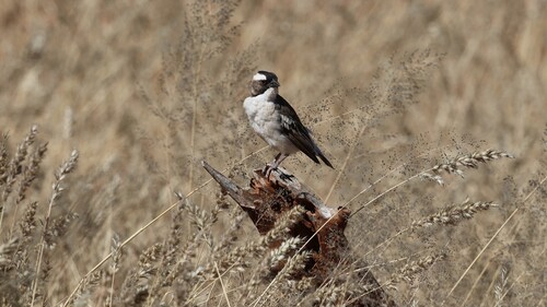 White-browed Sparrow-Weaver