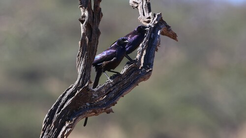 Meves's Starling
