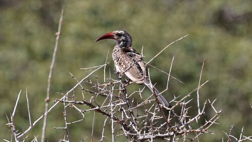 Southern Red-billed Hornbill