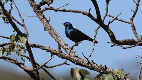 Cape Starling