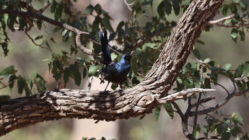 Burchell's Starling