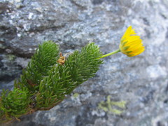 Euryops pinnatipartitus