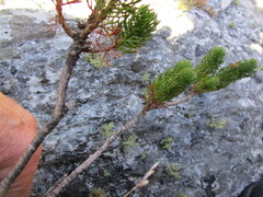 Euryops pinnatipartitus