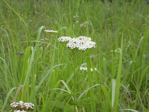 Achillea gracilis, photograph 1