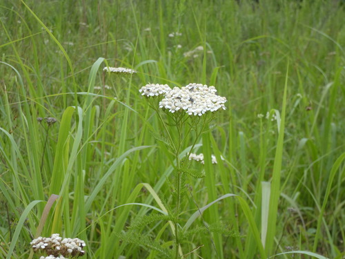 Achillea gracilis, photograph 2