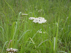 Jonathan Sowers, CC0, iNaturalist via GBIF Achillea gracilis, photograph Jonathan Sowers, CC0, iNaturalist via GBIF