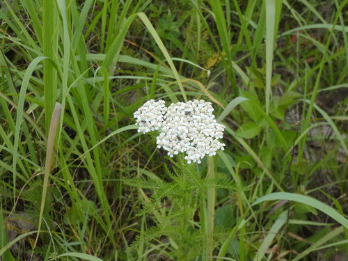 Achillea gracilis