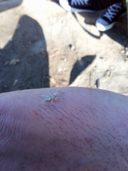 Arachosia praesignis