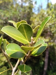 Calophyllum milvum